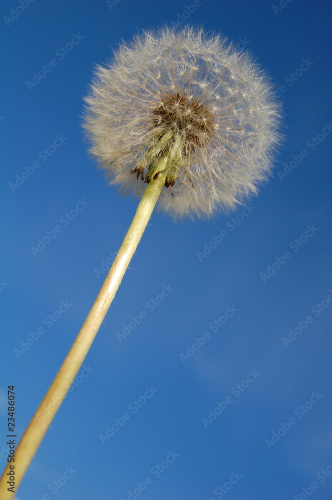 big white dandelion big white dandelion
