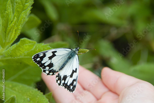 mariposa mano photo