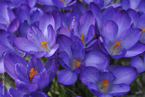 Blumen  Krokusse  Crocus