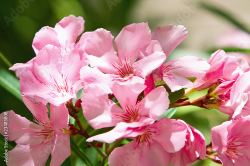 Pink oleander flower © soleilc1