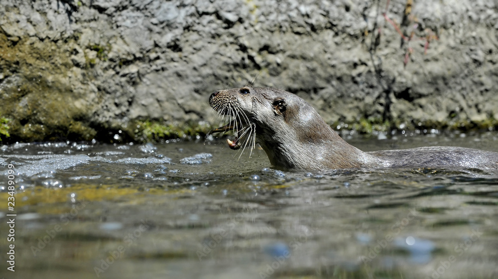 Fototapeta premium Lontra