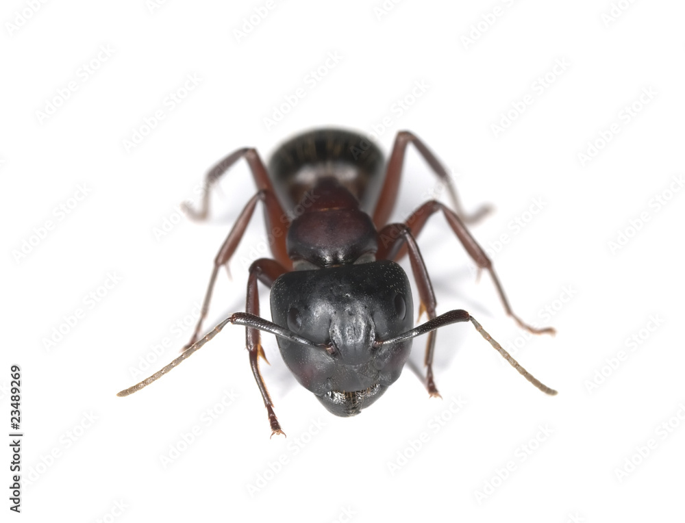 Carpenter ant isolated on white background