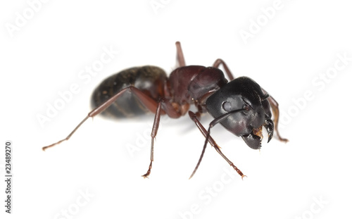 Carpenter ant isolated on white background
