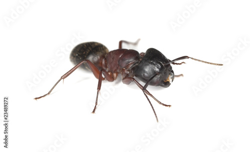 Carpenter ant isolated on white background © Henrik Larsson