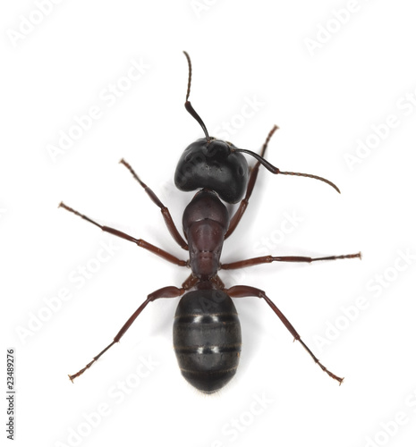 Carpenter ant isolated on white background