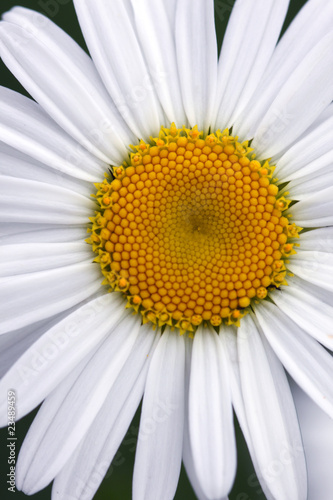 Flower of a camomile close up