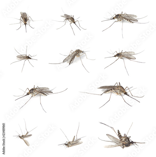 Mosquitos isolated on white.