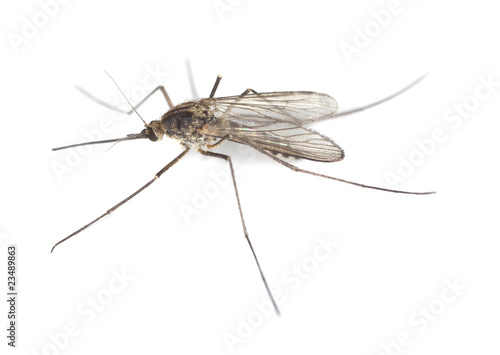 Mosquito isolated on white.