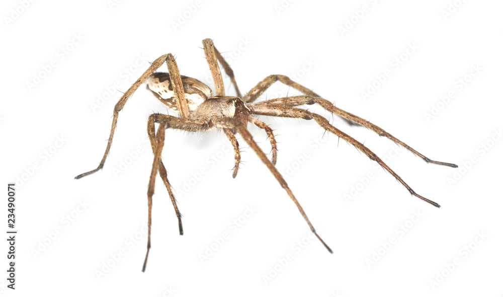 Nursery web spider (pisaura acoreensis) Nursery web spider (pisaura acoreensis)
