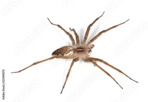 Nursery web spider (pisaura acoreensis) © Henrik Larsson