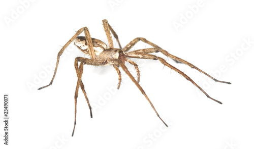 Nursery web spider (pisaura acoreensis)