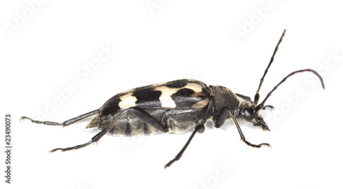 Three-banded long-horn beetle