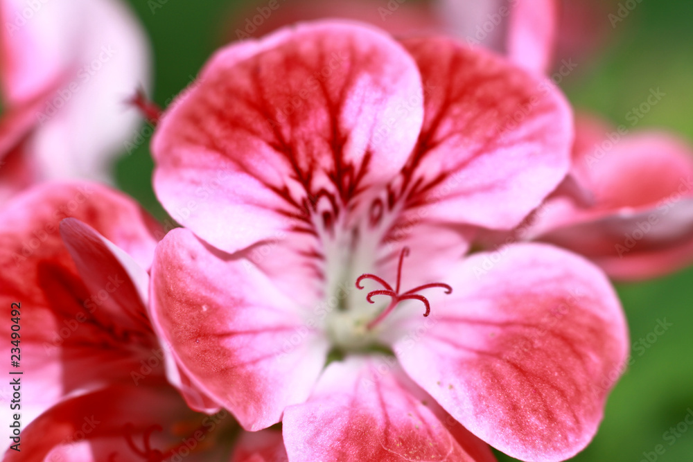 Obraz premium 5 Freunde