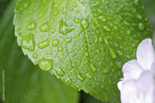 紫陽花の葉と水滴