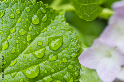 紫陽花の葉と水滴