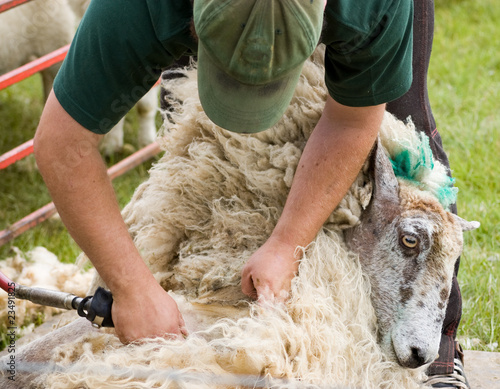 Sheep sheering