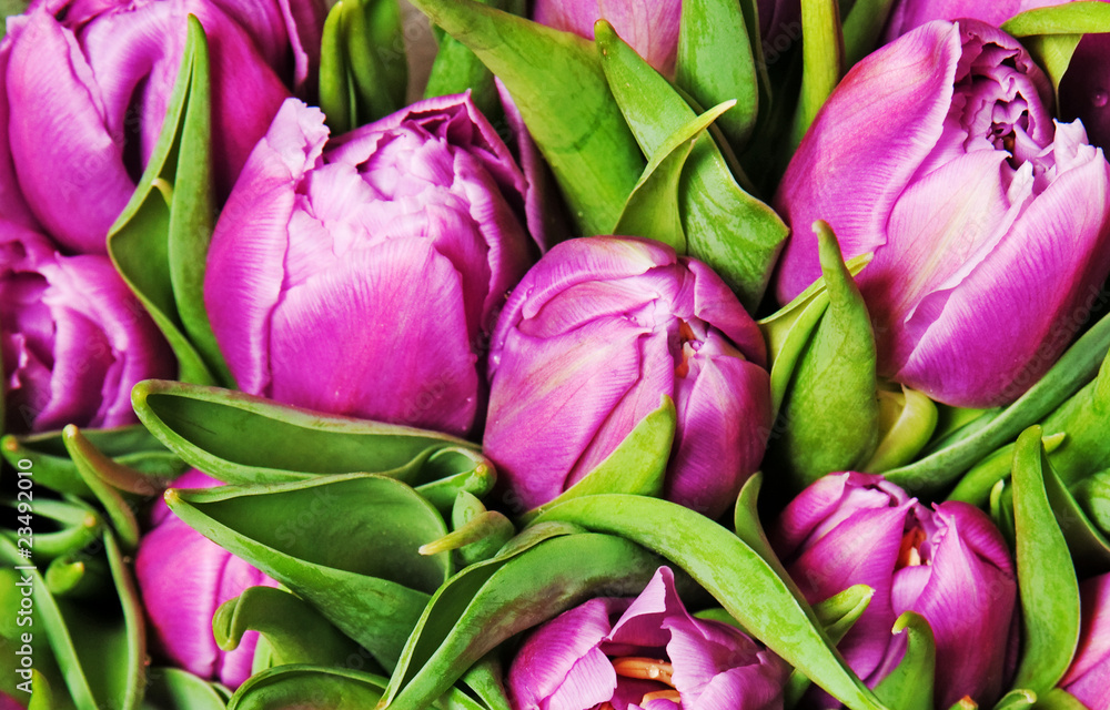 Obraz premium tulips