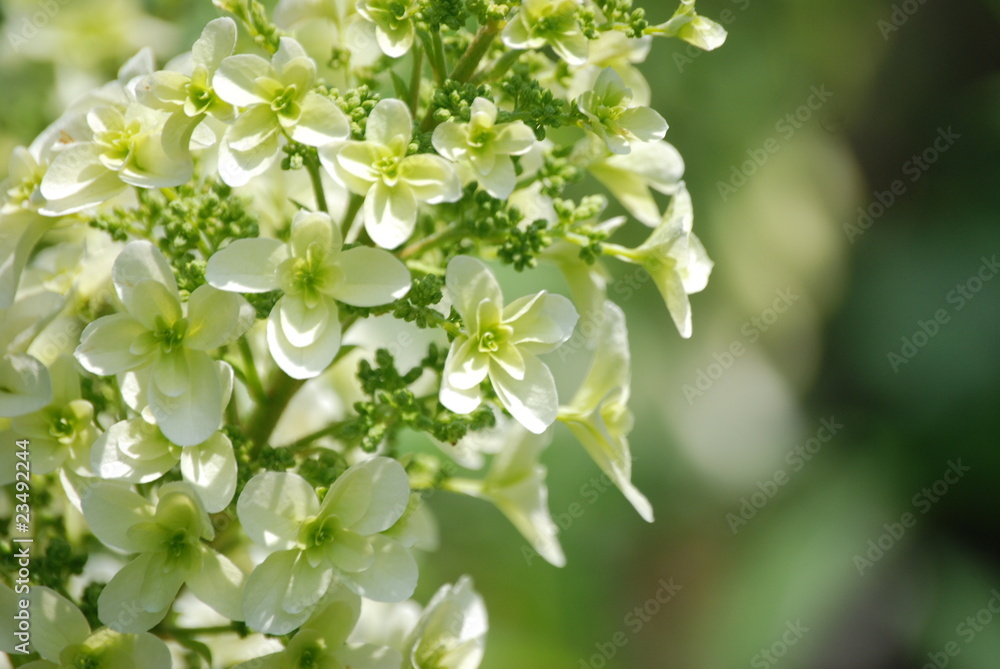 柏葉紫陽花 柏葉紫陽花