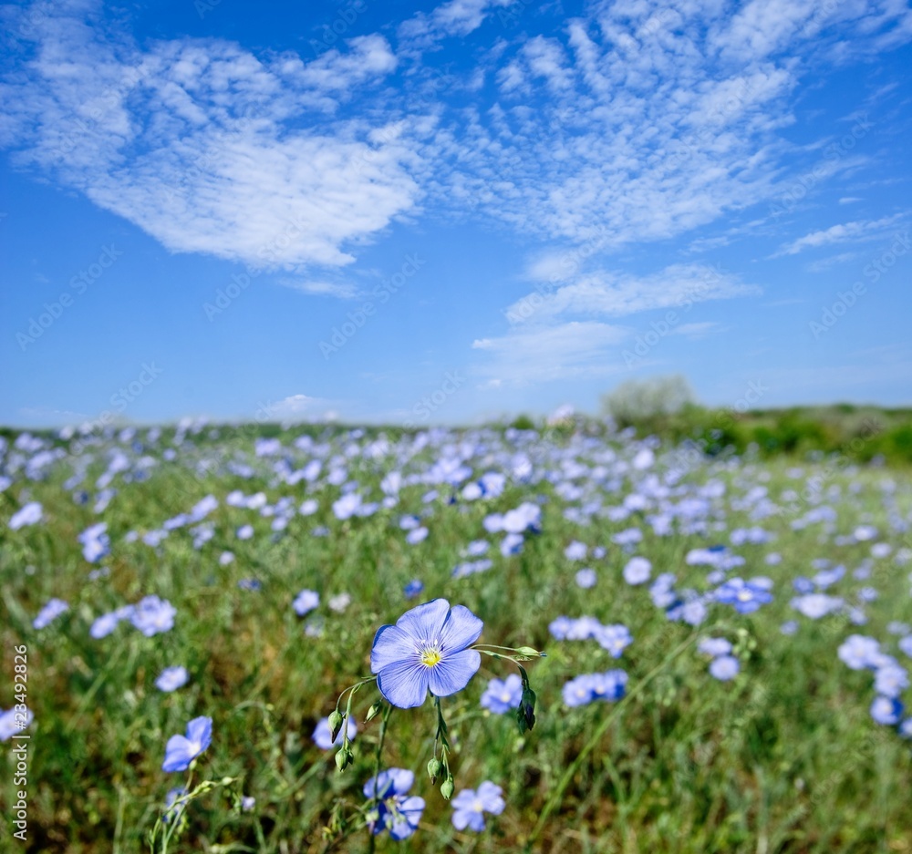 violet flower field under a blue sky