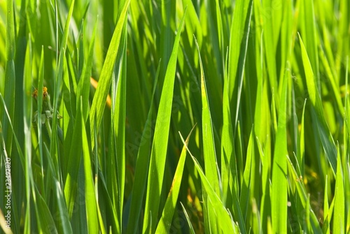 closeup green grass