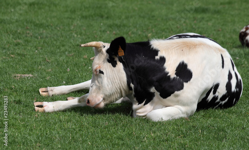 vache normande