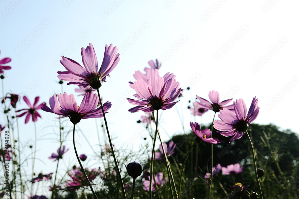 Violet flowers in sunlight Violet flowers in sunlight