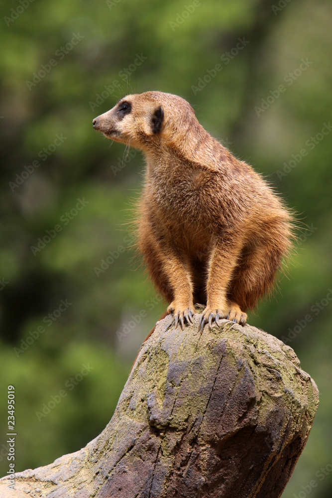 Fototapeta premium Erdmännchen