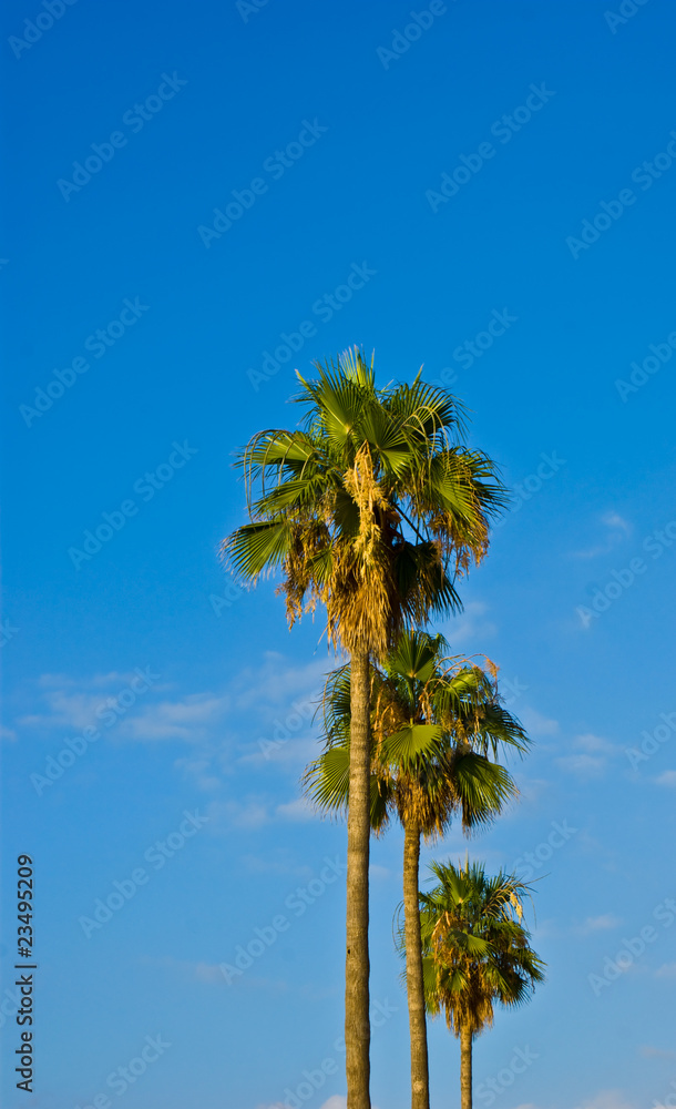 Fototapeta premium Palm