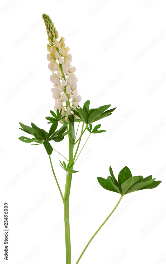 Naklejka premium white flower, isolated.