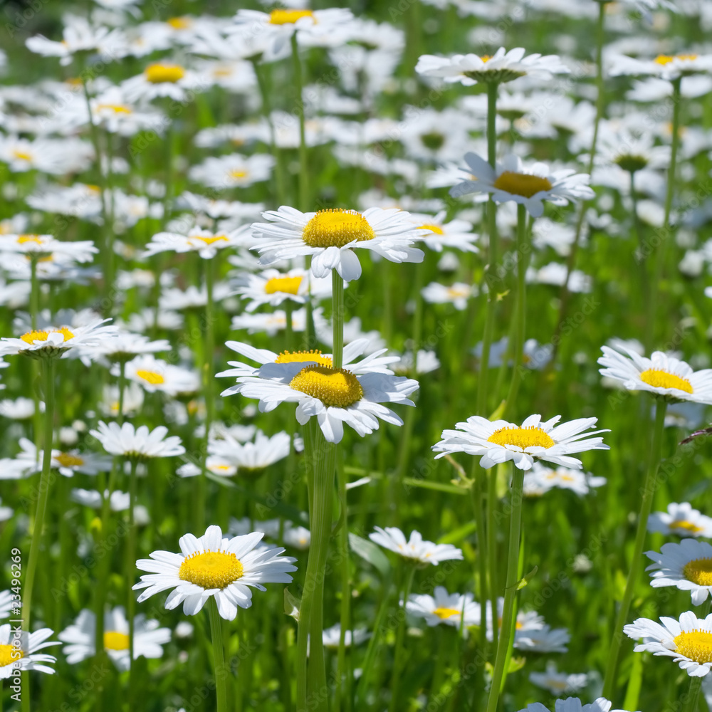 Closeup of chamomile