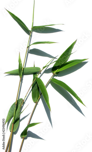 Fototapeta Naklejka Na Ścianę i Meble -  feuilles de bambou, fond blanc