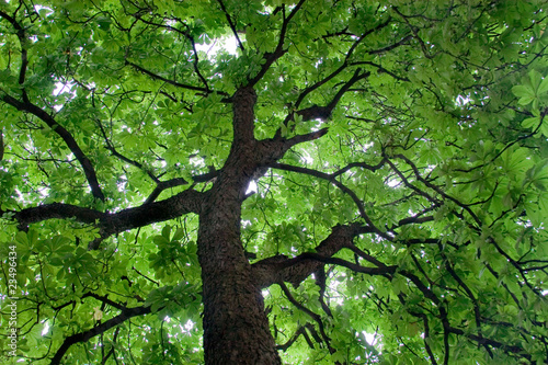 Looking up at a beautiful green colored tree