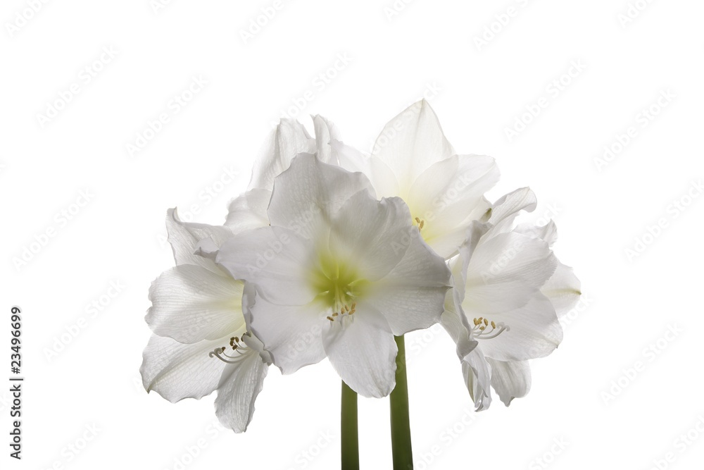 Obraz premium Amaryllis (isolated)