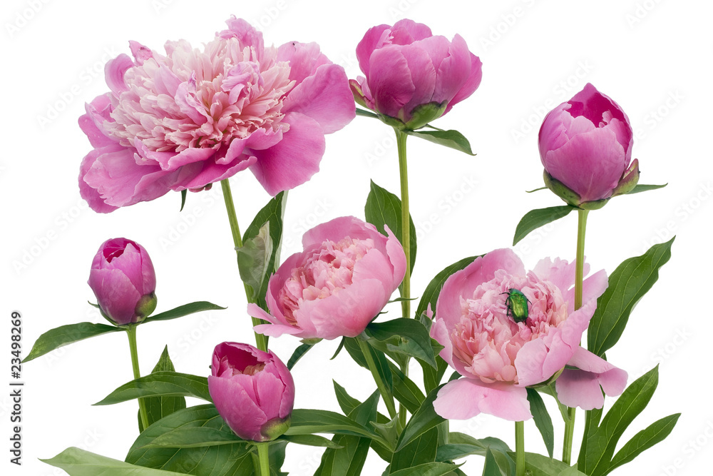 Pink June peonies and a green bug Pink June peonies and a green bug