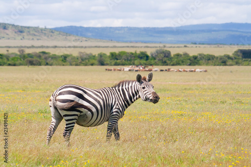 Zebra in the african savannah