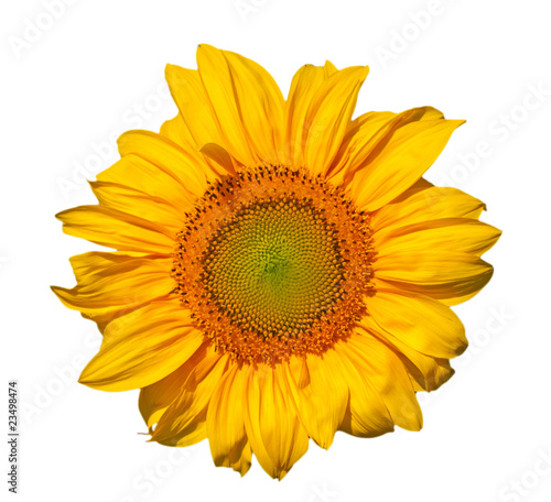 Single sunflower head