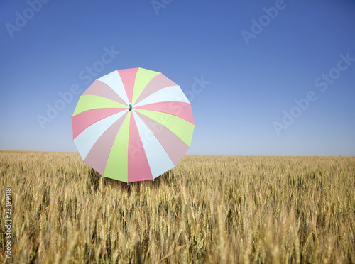 umbrella at wheat field