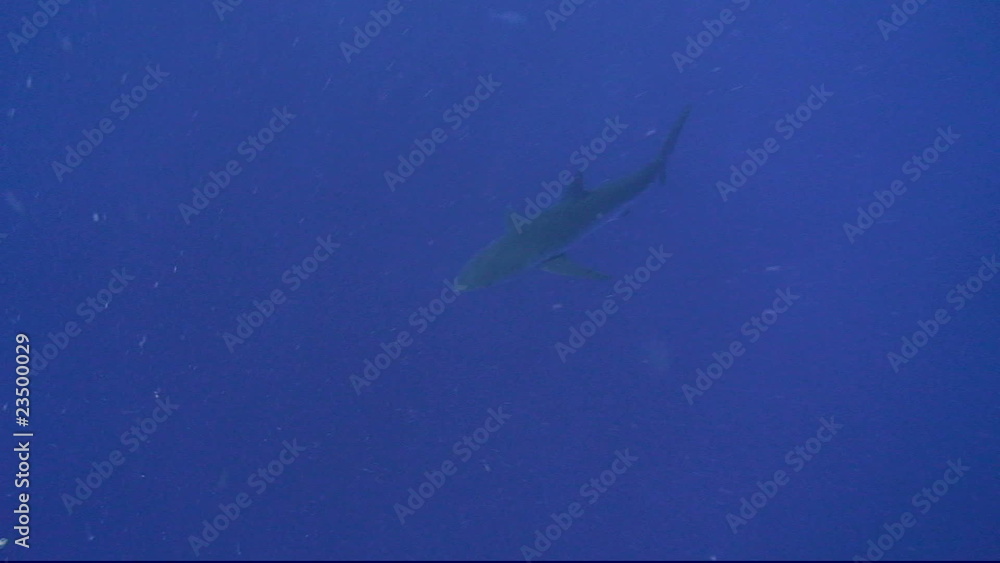 Top view of a Silky shark in deep water Top view of a Silky shark in deep water