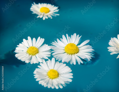 Daisies in water