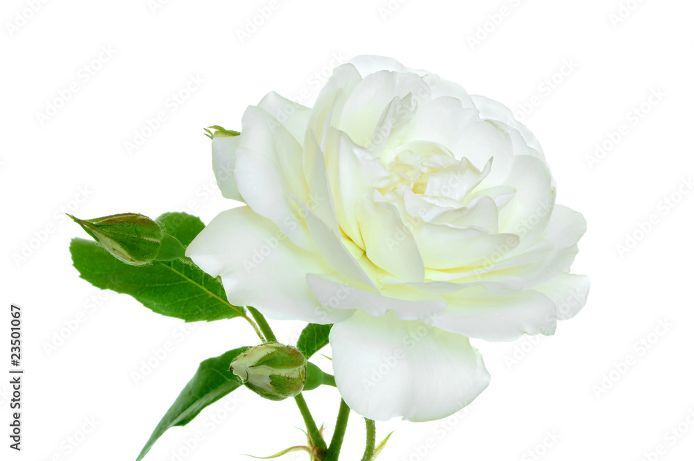 Fototapeta premium Rosen 100