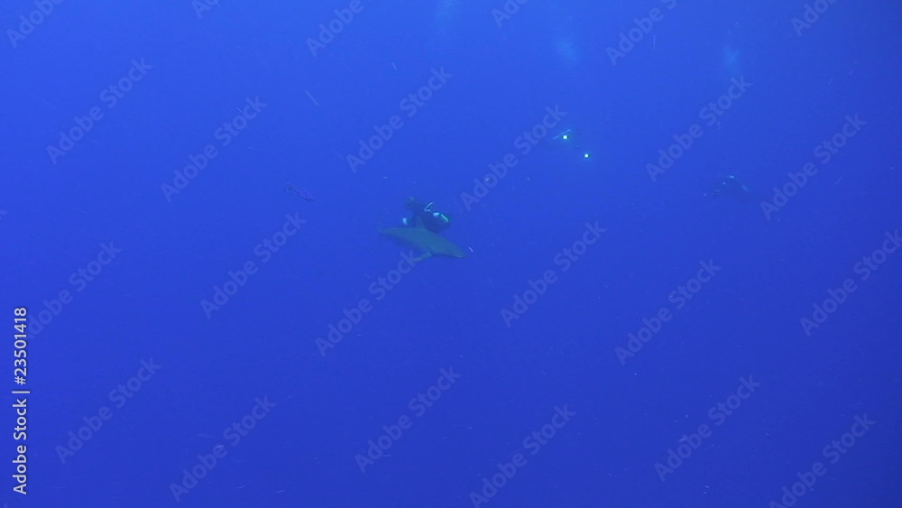 Long shot of Silky shark close to scuba divers Long shot of Silky shark close to scuba divers