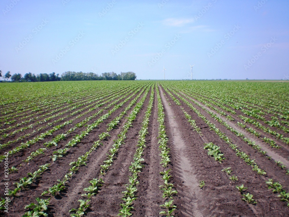 sugar beet sugar beet