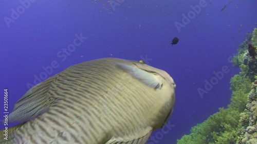 Juvenile Napoleon Wrasse
