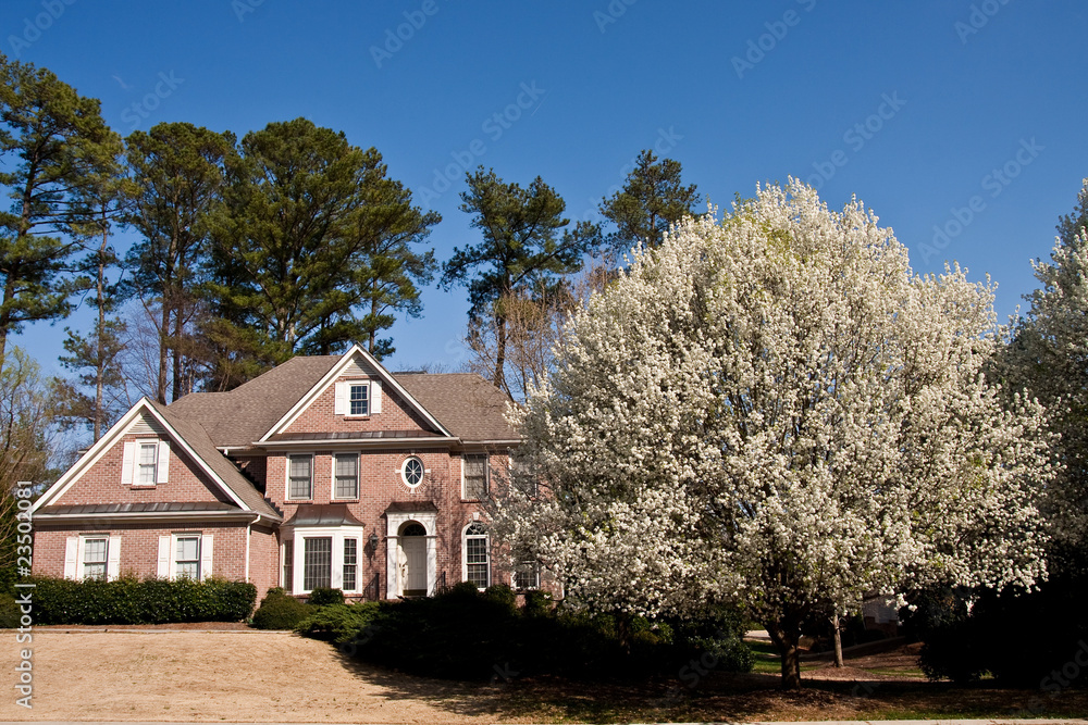 Brick Traditional House with Blooming Pear Tree