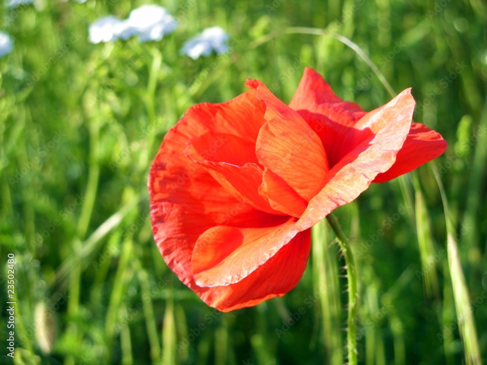 Naklejka premium Mohnblüte