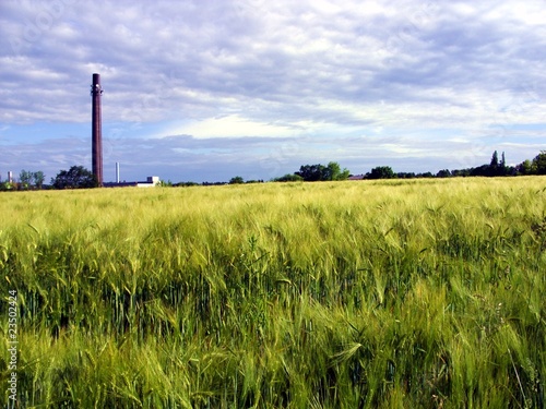 Getreidefeld mit Fabrikturm