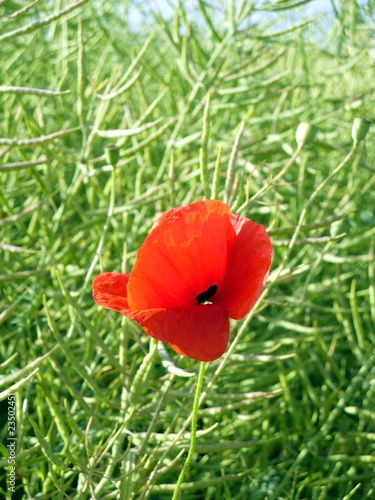 Mohn im Rapsfeld