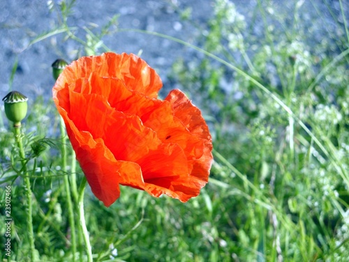 Mohn2