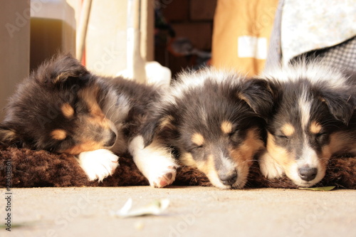 Sweet puppies
