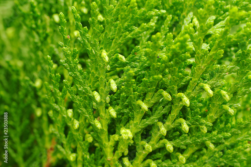 Macro of Green Spring Bud (Selective Focus) © Ildi